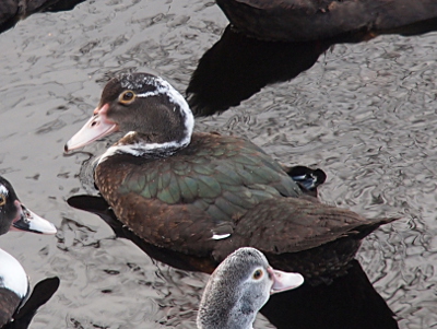 [This duckling swims toward the upper left of the photo and has its head turned to the left so its profile is visible. It has a dark head with a wide white stripe down the back and a thin white stripe from its eye to the back of the head. There is also a thin patch of white along the back of its neck which connects the wide white stripe and the white on its chest. The rest of the duckling is dark colors.]